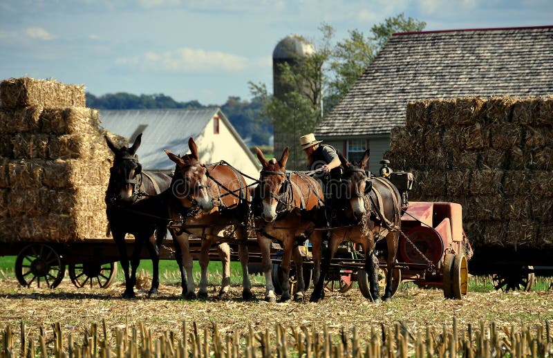 Lancaster County, Pennsylvania: Amish farmer wearing a straw hat with his team of four donkeys baling hay. Lancaster County, Pennsylvania: Amish farmer wearing a straw hat with his team of four donkeys baling hay