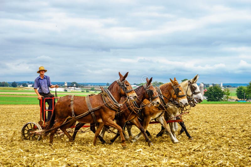 Lancaster Pennsylwania, kraj, - Października 4, 2016 Amish konia gospodarstwa rolnego stajni pola rolnictwo w Lancaster PA fotografia stock Lancaster Pennsylwania, kraj, - Października 4, 2016 Amish konia gospodarstwa rolnego stajni pola rolnictwo w Lancaster PA fotografia stock