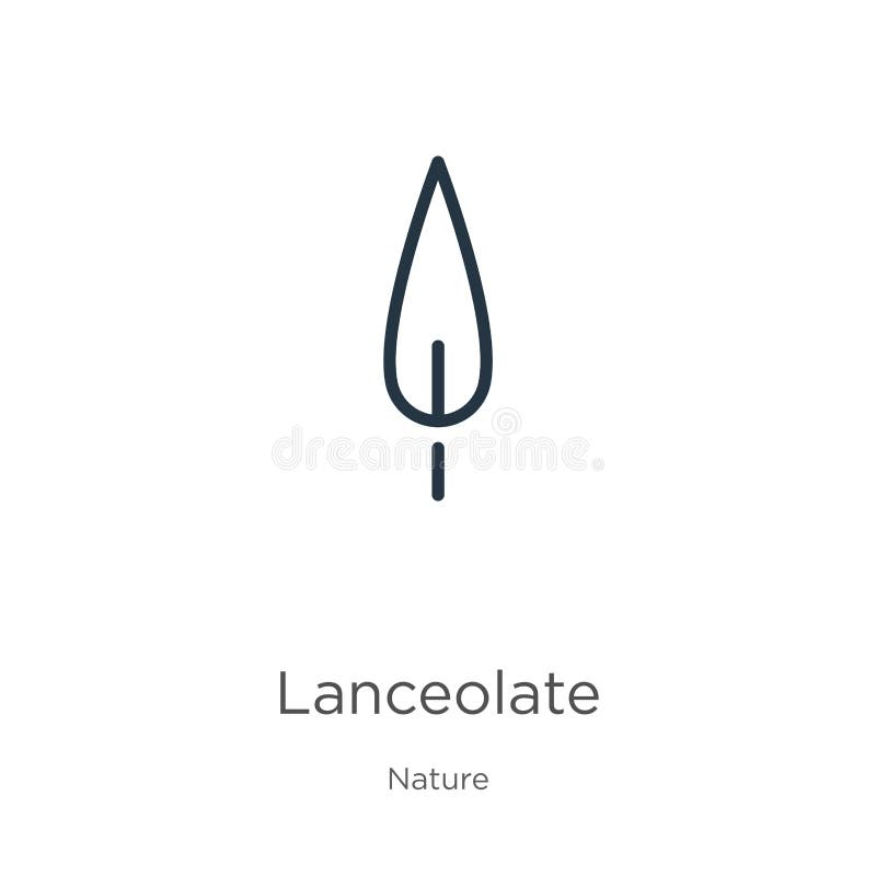 Lanceolate значок. Тонкий линейный lanceolate значок плана на белом фоне изоляции из коллекции природы. Линия символ знака вектора иллюстрация штока