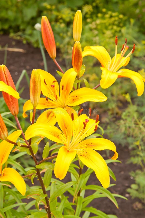 Lancifolium del Lilium immagine stock. Immagine di verde 41735071
