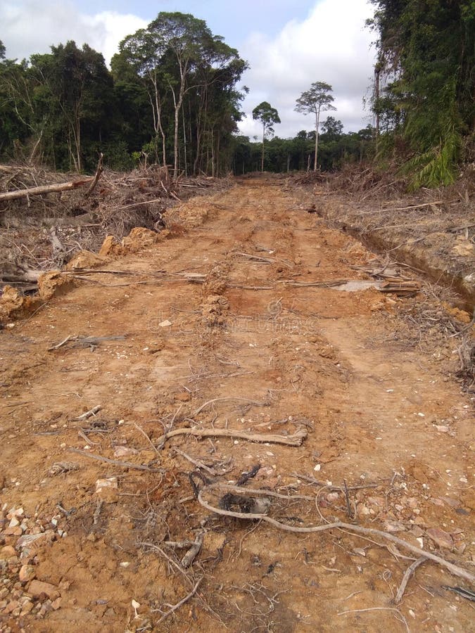Land Clearing for Plantation Area, on Progress Main Road Constructions