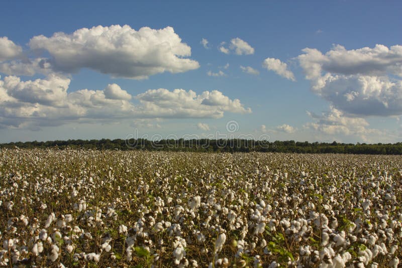 Land of Cotton stock image. Image of blue, farm, seeds 21240131
