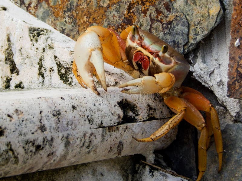1 336 Land Crab Photos Free Royalty Free Stock Photos From Dreamstime 1 336 Land Crab Photos Free Royalty Free Stock Photos From Dreamstime