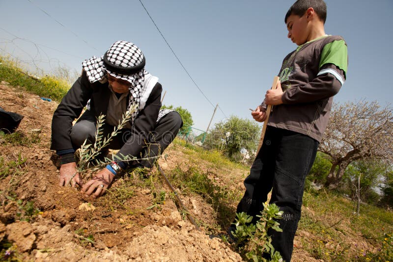 Land Day Olive Planting in Nabi Samuel