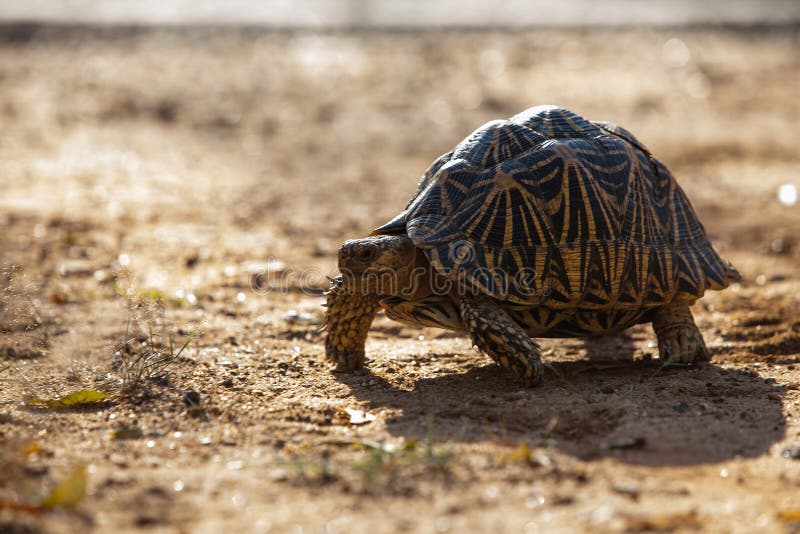 Landdwelling Turtoise in Sri Lanka Stock Photo Image of small