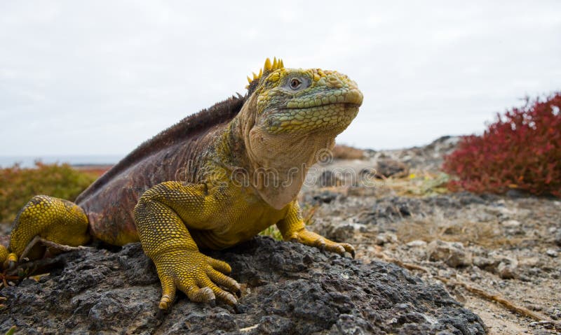The land iguana sitting on the rocks. The Galapagos Islands. Pacific Ocean. Ecuador.