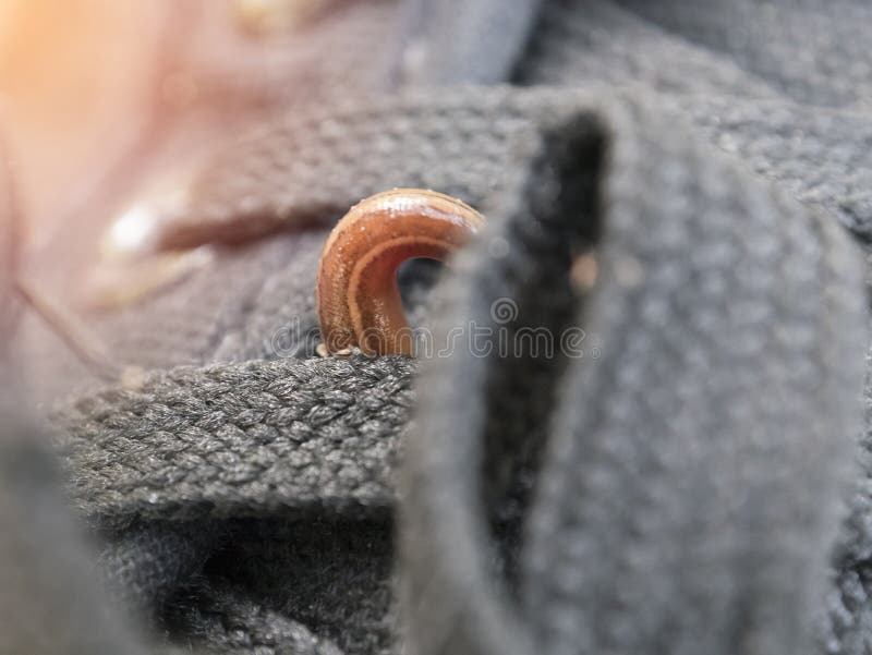 Land leeches or Slug Haemadipsa sylvestris is moving on my shoe. royalty free stock photography Land leeches or Slug Haemadipsa sylvestris is moving on my shoe. royalty free stock photography