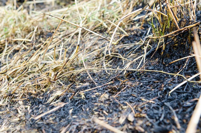 Land met gras door brand wordt gebrand die stock foto Land met gras door brand wordt gebrand die stock foto