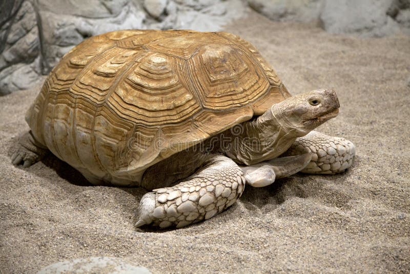 Land tortoise stock photo. Image of outdoors, animal 50173348