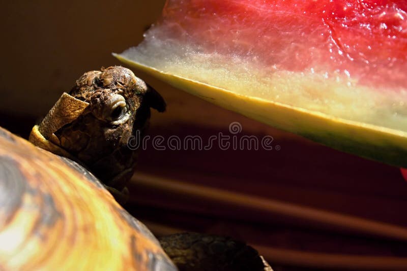 Can Tortoises Eat Watermelon