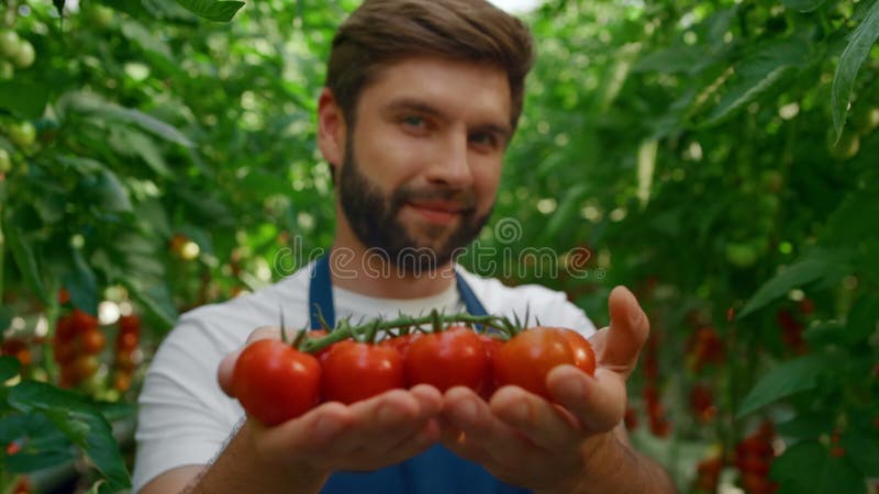 Landarbeiter, der unter grünen Pflanzen rote organische Tomaten zeigt