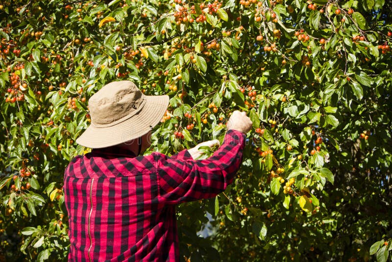 Landarbeiter-Landwirt-Man Picking Crabapple-Baum stockbilder Landarbeiter-Landwirt-Man Picking Crabapple-Baum stockbilder
