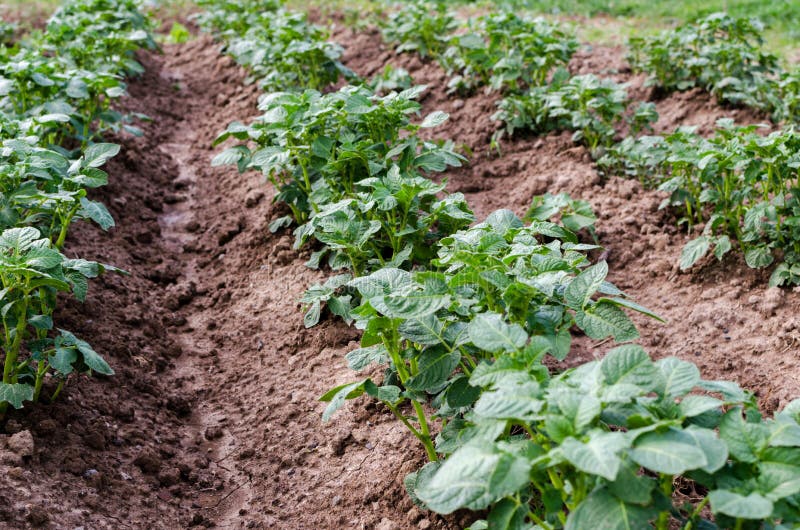 Landbouw Foto van een het groeien jonge aardappel in de tuin stock afbeelding Landbouw Foto van een het groeien jonge aardappel in de tuin stock afbeelding