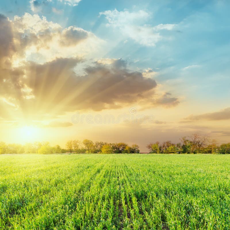landbouw groen gebied en lage dramatische wolken in zonsondergang stock afbeelding landbouw groen gebied en lage dramatische wolken in zonsondergang stock afbeelding