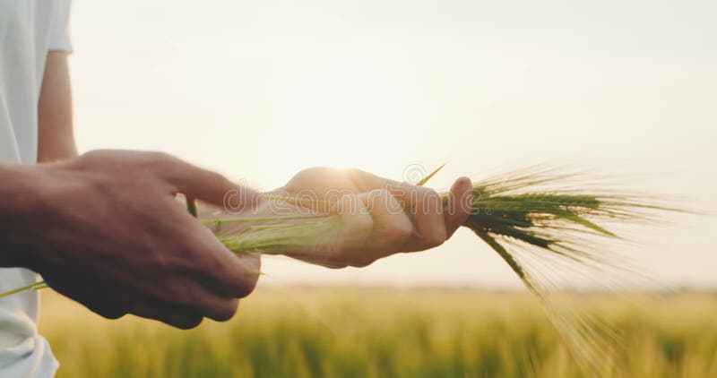 Landbouw - Mensen` s hand wat betreft tarwe