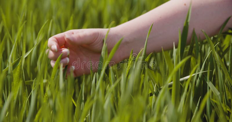 Landbouw, vrouwenhand wat betreft tarwegewassen bij landbouwbedrijf
