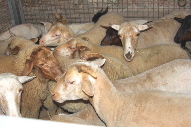Landbouwbedrijfdieren in een kooi bij de vee-markt