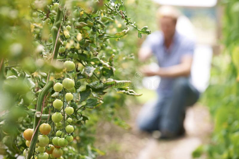 Landbouwer Checking Tomato Plants in Serre royalty-vrije stock afbeeldingen Landbouwer Checking Tomato Plants in Serre royalty-vrije stock afbeeldingen