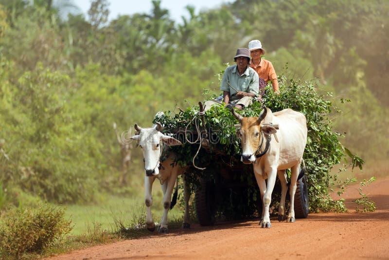 Landbouwer die oxcart drijven stock afbeelding Landbouwer die oxcart drijven stock afbeelding