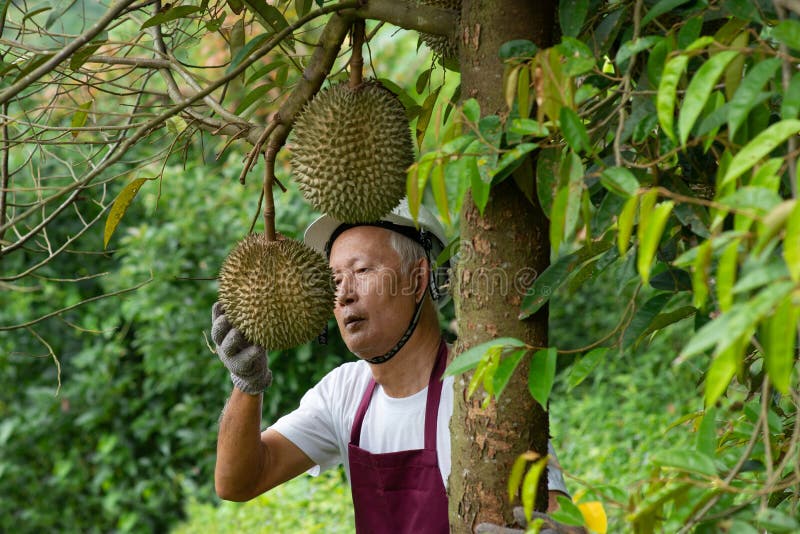 Farmer and Blackthorn durian tree in orchard. Farmer and Blackthorn durian tree in orchard