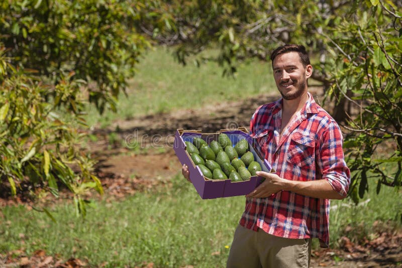 Landbouwer met avocado's