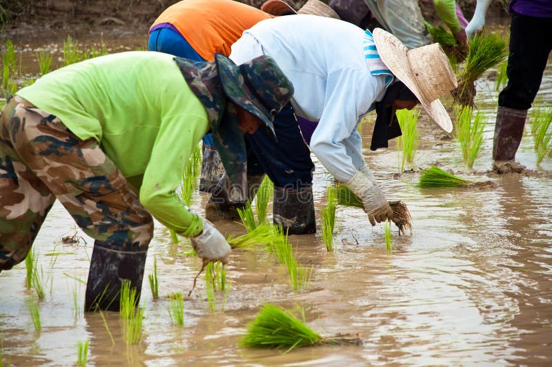 Landbouwers die plantend rijst op het padiegebied werken royalty-vrije stock afbeelding Landbouwers die plantend rijst op het padiegebied werken royalty-vrije stock afbeelding