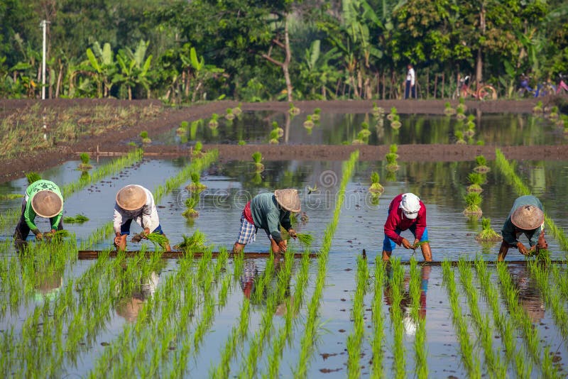 Landbouwers die rijst planten dichtbij Yogyakarta, Indonesië royalty-vrije stock foto Landbouwers die rijst planten dichtbij Yogyakarta, Indonesië royalty-vrije stock foto