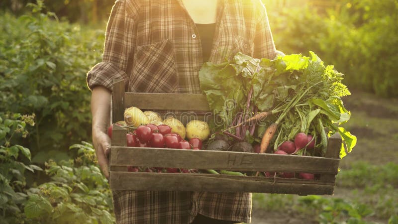 Landbouwershanden die houten dooshoogtepunt van verse organische groenten, aardappel, wortelen, tomaat, bieten, radijs op ecoland
