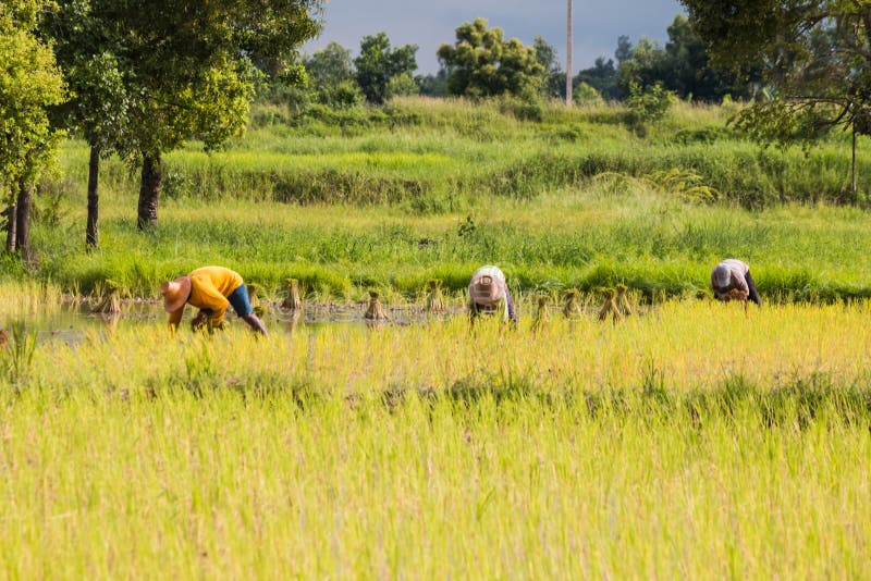 Landbouwerstransplantatie stock afbeelding Landbouwerstransplantatie stock afbeelding
