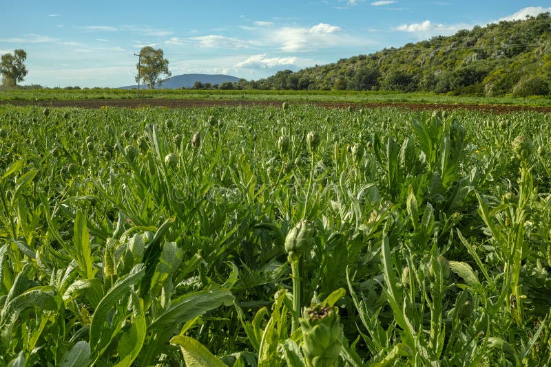 Landbouwgrond met groene artisjokkenplanten met rijpe bloemkoppen die klaar zijn voor nieuwe oogst royalty-vrije stock foto's Landbouwgrond met groene artisjokkenplanten met rijpe bloemkoppen die klaar zijn voor nieuwe oogst royalty-vrije stock foto's