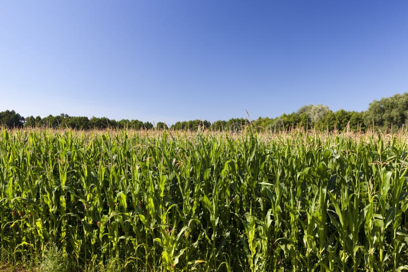 Landbouwgrond met onrijpe groene maïs