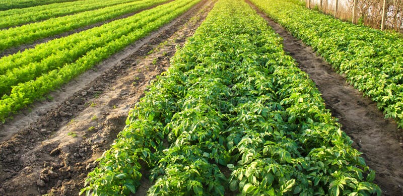 Landbouwlandschap met plantaardige aanplantingen Het kweken van organische groenten op het gebied Landbouwbedrijflandbouw Aardapp royalty-vrije stock afbeelding Landbouwlandschap met plantaardige aanplantingen Het kweken van organische groenten op het gebied Landbouwbedrijflandbouw Aardapp royalty-vrije stock afbeelding