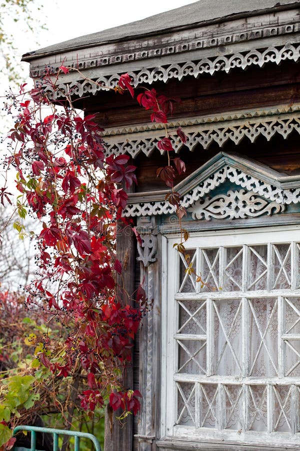 Rural house window twined with autumn wild grape liana (Parthenocissus quinquefolia). Rural house window twined with autumn wild grape liana (Parthenocissus quinquefolia)