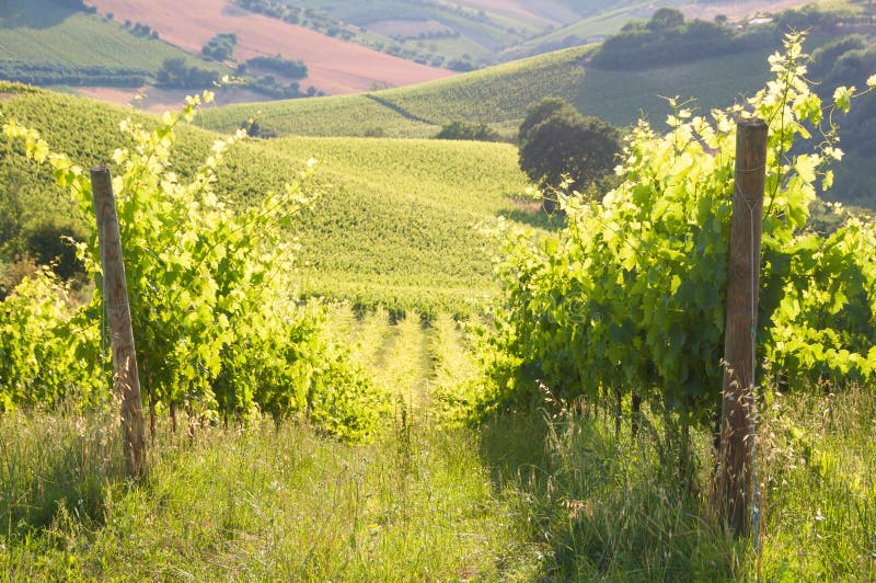 Landelijk landschap met een groene wijngaard onder heuvels royalty-vrije stock afbeelding Landelijk landschap met een groene wijngaard onder heuvels royalty-vrije stock afbeelding