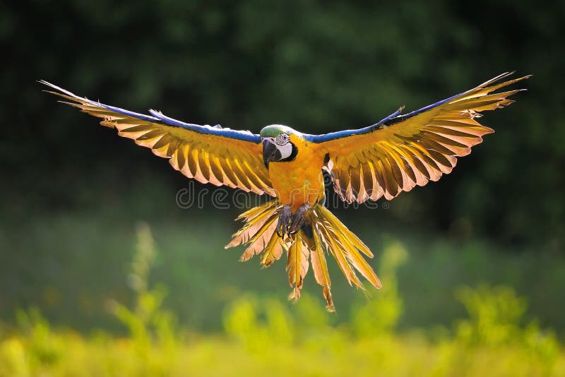 Front view on landing blue-and-yellow Macaw - Ara ararauna with green background in backlight. Front view on landing blue-and-yellow Macaw - Ara ararauna with green background in backlight