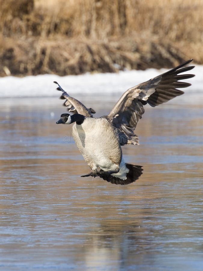 Boy Goose Hunting stock photo. Image of duck, hunt, sports 28539056