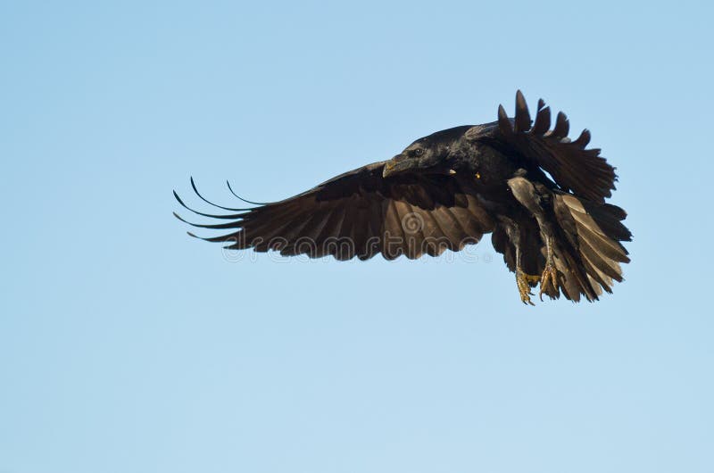 A landing Common Raven