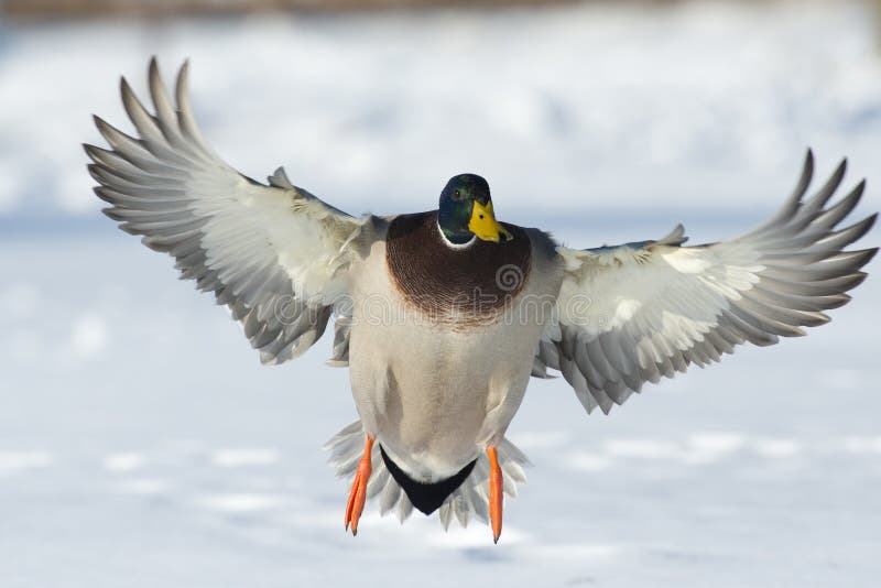 Landing Duck stock image. Image of pond, flying, hunting 28472023