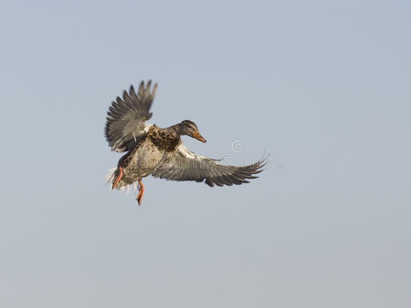 Landing Hen Mallard