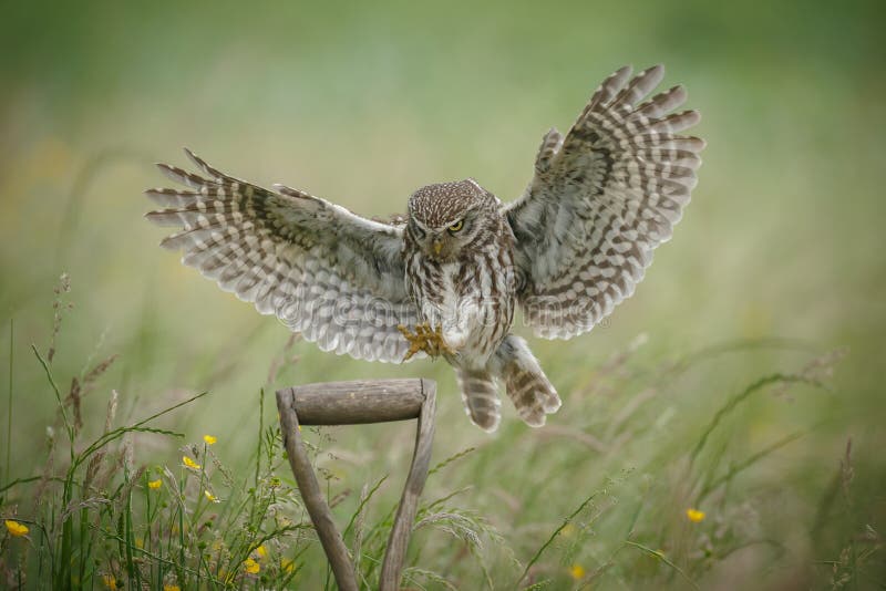 Landing little owl