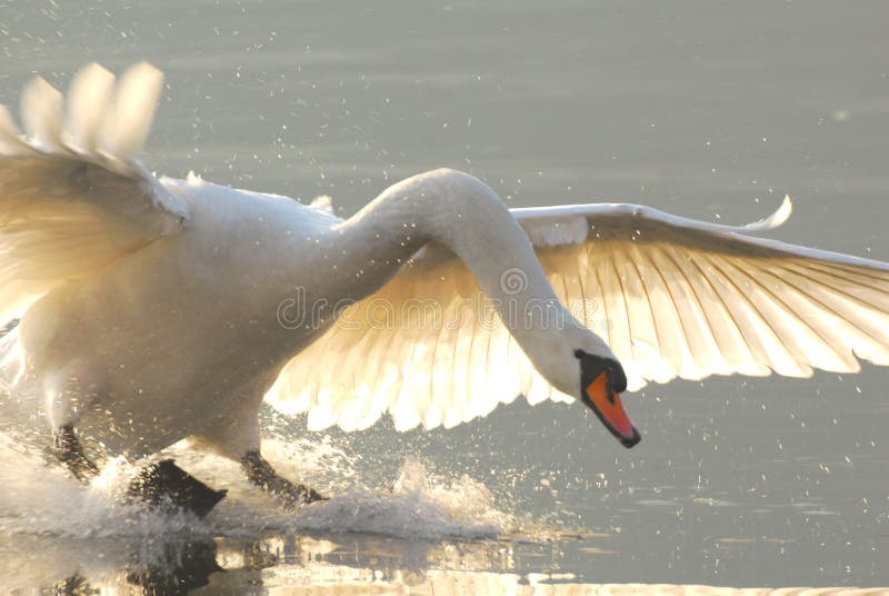 Landing swan stock photo. Image of cigno, lago, lake, light 4398802