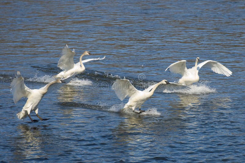 Landing Swans
