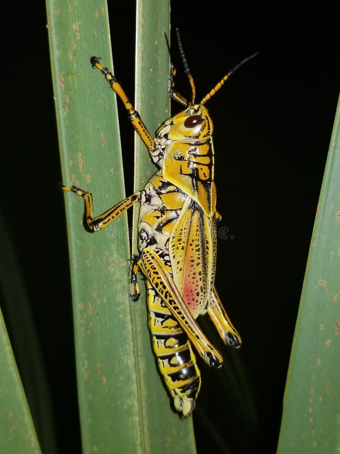 Landlubber stock foto. Image of lubber, sprinkhaan, florida 103644326