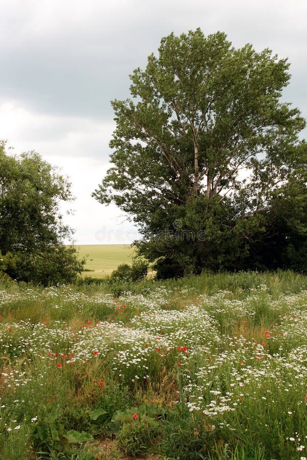 Landcsape-green fields, flower, tree. Tree landcsape stock images, royalty-free photos and pictures