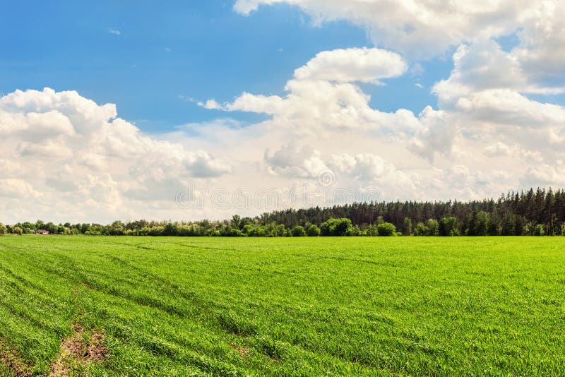 Landscape Agricultural field background with green young plants growing on bright sunny day. Forest belt line and blue cloudy sky