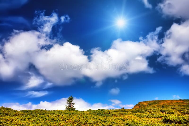 3 855 Alone Tree Under Photos Free Royalty Free Stock Photos From Dreamstime