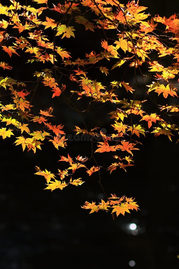 landscape of autumn maple