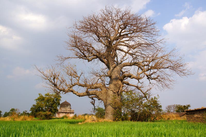 Landscape with Baobab. Mandu, India