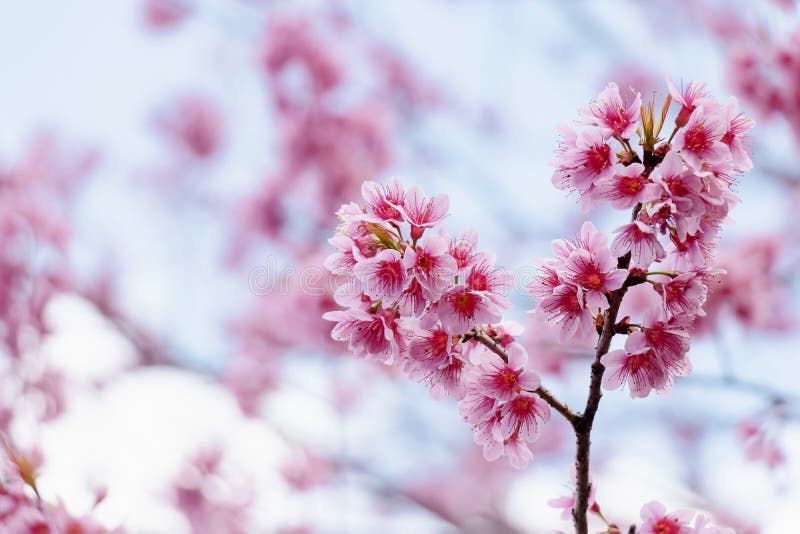 Phong cảnh hoa anh đào với sắc hồng tươi trẻ và cành hoa Sakura tuyệt đẹp sẽ khiến bạn phải trầm trồ. Thêm nền Hàn Quốc màu hồng vào bức ảnh để tạo ra một tác phẩm nghệ thuật đầy tinh tế.