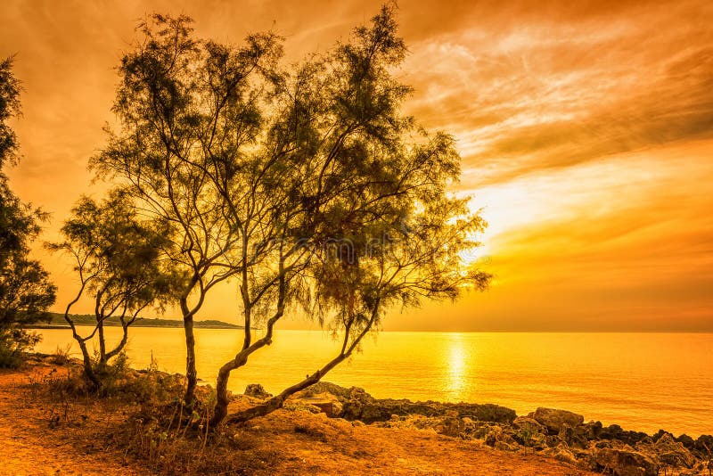 Landscape with a beautiful pine tree royalty free stock photos Landscape with a beautiful pine tree royalty free stock photos